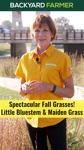 Spectacular Fall Grasses — Little Bluestem & Maiden Grass | Backyard Farmer