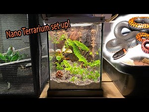 Nano Terrarium with Ring-necked Snake!