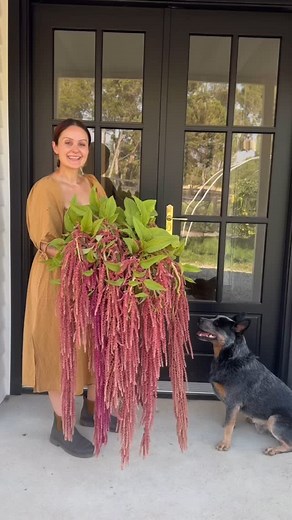 Here’s my tips on how to grow Hanging Amaranthus successfully and why it’s a staple in my floristry work. Save this post for your next planting season! 🌱 🌷 Fast Growing – Hanging amaranthus takes 8-12 weeks from seed to flower, making it a great choice for seasonal cut flower production. 🌷 Loves the Heat – This plant thrives in warm temperatures and full sun. A great choice for warmer climates. 🌷 Low Maintenance – Once established, amaranthus requires minimal care. 🌷 Dramatic & Textural – H