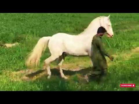 Horse Mating Process Explained | Real Horse Breeding Video...