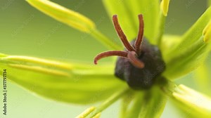 The closer look of the stamen of the herb-paris flowers