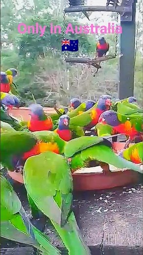 Rainbow Lorikeets #Lorikeet #parrot #nature