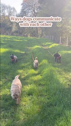 How Dogs Communicate with Each Other