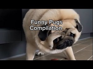 FUNNIEST PUG🤣Videos Compilation of 2025🐶