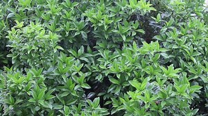 Rain drops on tree leaves of Osmanthus fragrans, variously known as sweet osmanthus, sweet olive, tea olive, and fragrant olive, is a species native to Asia from the Himalayas through southern China