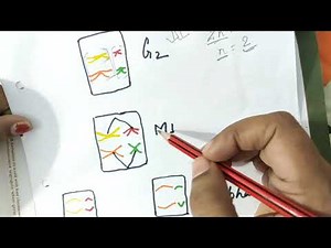 Fig 5.8 explaination of ch5 biology class 12