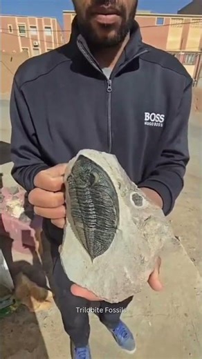 Rare Complete Odontochile Trilobite | First Time Seeing This Giant Fossil!