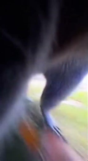 🦝 Raccoon Hijacks Camera and Goes Rogue
