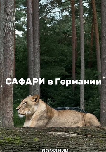 Serengeti-Park в Ходенхагене: Ваш идеальный семейный отдых
