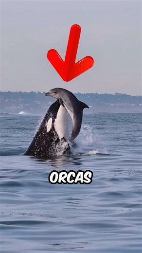 Why Are Orcas So EVIL?!