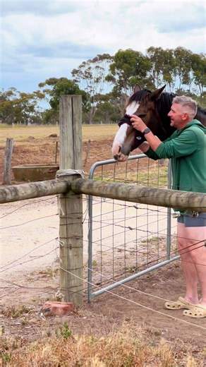 Protecting Horses from Summer Bugs with Fly Masks