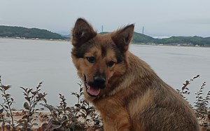 Openness开放接口与程序生成