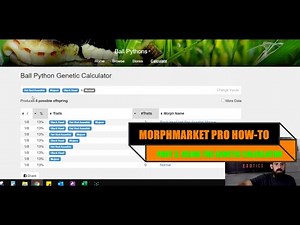 A MORPHMARKET PRO'S HOW-TO GUIDE - Part 3. Using the Genetic Calculator