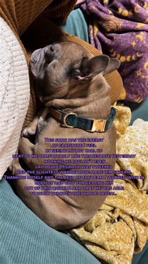 It’s one of the things that we freanchie mamas worry about more than other dog moms. Although the last paralyzed dog that I had come to me, it was actually a pitbull and the first ventral slot surgery I ever sat in on in Vet school was a Labrador. It can definitely happen to any dog! I’m back. Pain is common and many many breeds. Still! It’s super sucked! #dogbackpain #frenchiemom #frenchievet