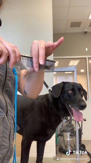 Cooper Deshedding Brush for Black Lab Grooming