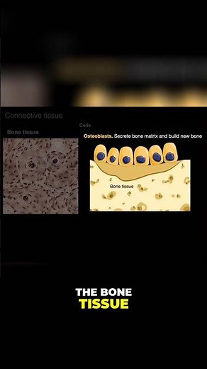 Unlocking the secrets of Osteoblasts, Osteocytes and Osteoclasts #shorts #histology #anatomy