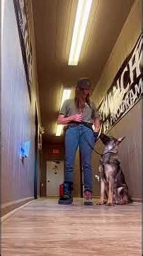 Cruise Joins the K9 Program Family– K9 Training at The Ranch TX | Elite Dog Boarding & Obedience
