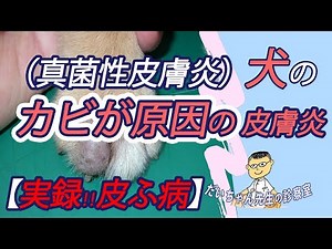 【獣医／犬／真菌性皮膚炎】014*“かゆみ少ない皮膚病‼”－実例の映像を多数紹介