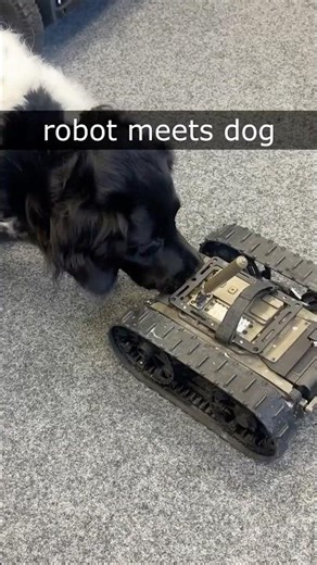 Small robot meets a dog