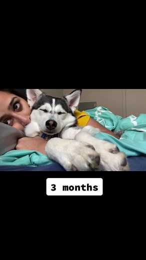 Pomsky Puppy Growth Timeline: From Baby to Six Months
