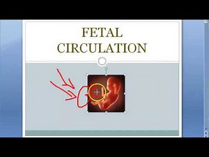 Anatomy Fetal Circulation shunt placenta ductus venosus arteriosis foramen ovale placenta obstetrics