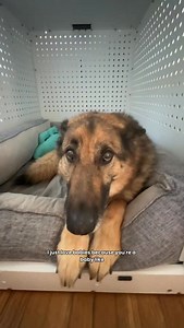 The cutest baby ever 🥺 | Best Boy Benson