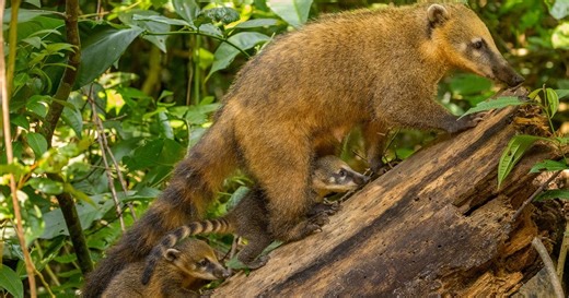 Nature:Jungles | Parenthood Season 44 Episode 9