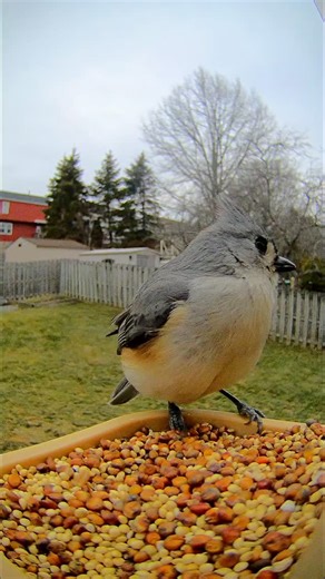A tufted titmouse has a pretty good dinner today! #birds | Ray Petelin Weather