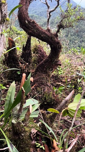 Lại làm một em siêu phẩm kim sa Tùng #caybonsai #caybonsaisieudep #caycanh #cay từng nhiên #