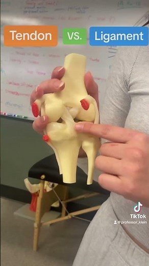 Tendon VS. Ligament