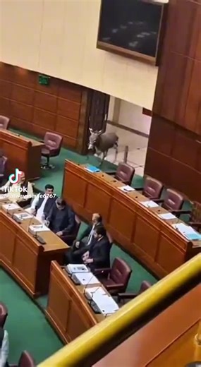 L'enfant gâté🇱🇷 (@ef.gate)’s videos with sonido original - L'enfant gâté🇱🇷