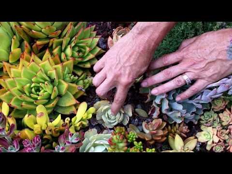 Identifying sunburn on your succulents and what to do about it!