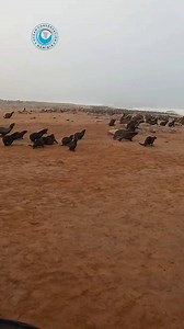 Seal Rescues: What You Can Save Them From