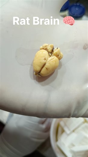 Rat brain 🧠 tissue processing| #histopathology #histomuseum #braintest #braincage #braingames #lab