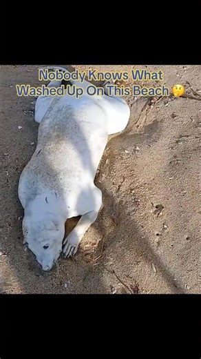 Nobody Knows What Washed Up On This Beach 🤔 #interesting