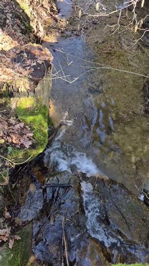 Forest Stream Flow – Clear Water in 4K (15s)