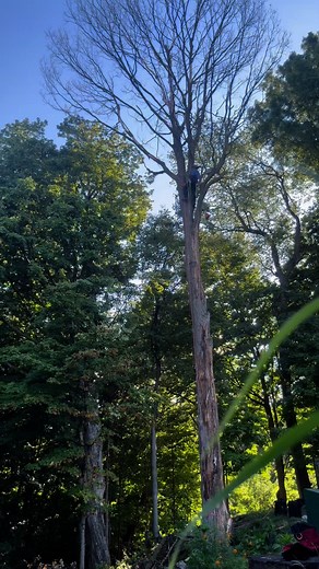 Taking down this big old dead dude today, knocked it out in 1 hour #treeservice #slyknot #treeclimber #swmi #tree #stjoemichigan #motivation #inspiration #determination #FreeEstimates call or text (269) 462-0748 | Sly climber, tree service llc.