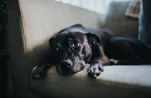 11 signs your dog is depressed