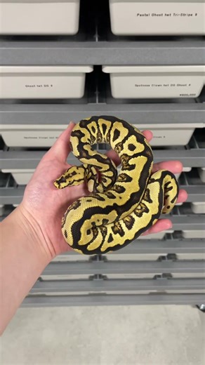Spotnose YB Clown het Ghost ♀ #爬虫類 #ボールパイソン #ballpython #python #reptiles #snake #animals