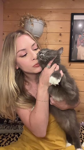 lost cat escaped van at rest stop — how I searched and found him