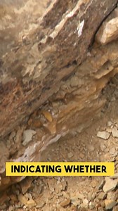 8.1K views · 52 reactions | What was the typical lifespan of a dinosaur? 類 | Ancient Library | Facebook