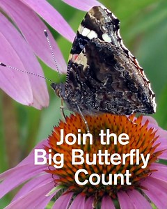 36K views · 409 reactions | Do you feel better after spending time in nature? 曆 Get outside for 15 minutes, relax, and help save butterflies by taking part in the Big #ButterflyCount www.bigbutterflycount.org | Butterfly Conservation | Facebook