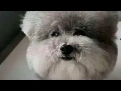 brain (ft. george washington, abe lincoln, JFK, MLK, william mckinley, obama, trump, etc.)