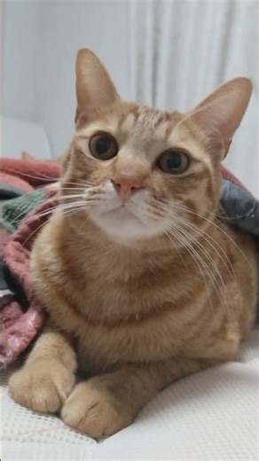 2026.2.13cocoちゃんお布団にはいちゃてかわいい❤#猫のいる暮らし#子ネコ#cat#猫#成長記録