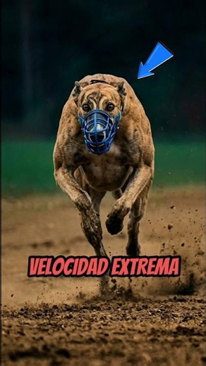 The world's FASTEST dog is not normal! 🐕