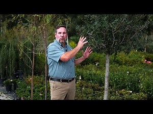 Get It Growing: How to select healthy trees from the nursery