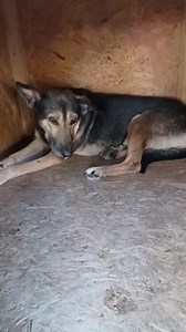 🆘 Partage solidaire pour les chiens qui vont être euthanasier très bientôt à de la fourrière de Piatra. 🆘 N'hésitez pas à partager, leur seul chance d'être sauvé, c'est d'être adoptés ou d'être pris par des associations ou des refuges. Bien que nous ayons déjà accueilli des chiens de cette fourrière au sein du refuge, nous ne pouvons pas nous occuper directement de leur adoption depuis la fourrière. Si vous avez une solution pour eux, merci de contacter une des associations qui s'occupe direct