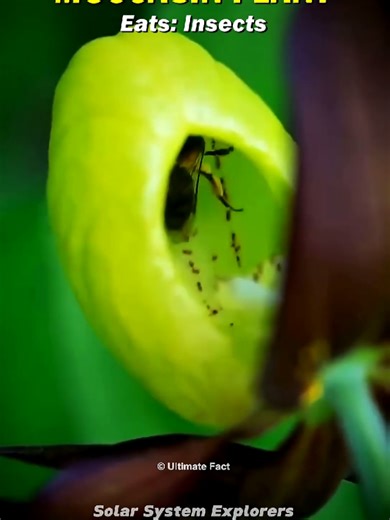 Humans vs Carnivorous Plants 😱☠️ #science #earth #universe