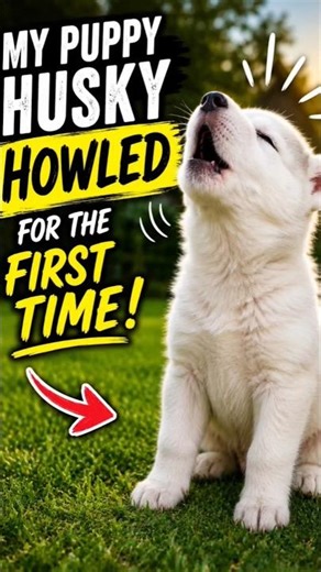 Baby husky howling for the first time Cutest Puppy Moment Ever!#dogshorts #shorts#husky#new