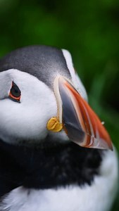 Did you know? Iceland is home to 60% of the world’s Atlantic puffins and summer is the only time to see these cuties up close! 🐧 From May to August, puffins flock to Iceland’s cliffs, islands, and coastlines to nest. Join one of our epic puffin tours by boat, 4x4 or on foot and watch them waddle, dive, and flutter in the wild! 🌊🚤🛻🚶‍♂️ Where to find the puffin-spot: 📍 From Reykjavík’s old harbor 📍 Puffins whales in North Iceland 📍 South Coast cliffs packed with puffins 📍 Grímsey Island —